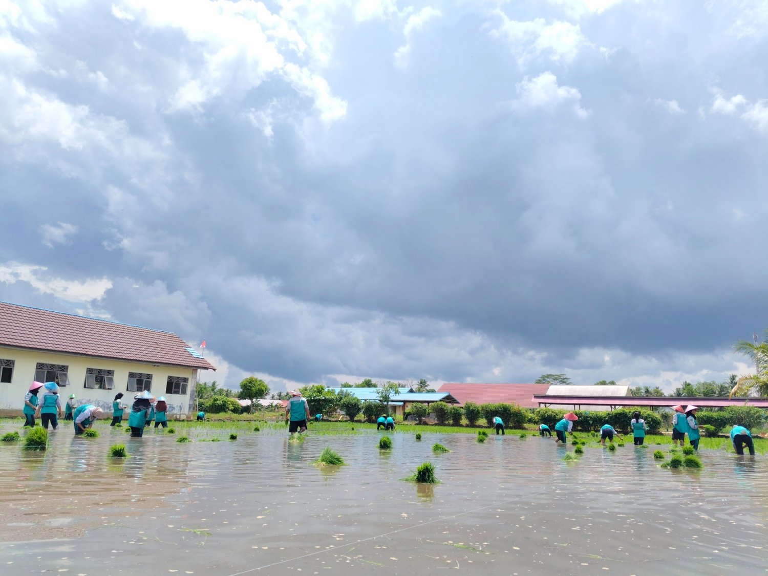 SMKN 2 Bataguh Gelar Kegiatan Penanaman Padi Skenda di Lahan Teaching Factory